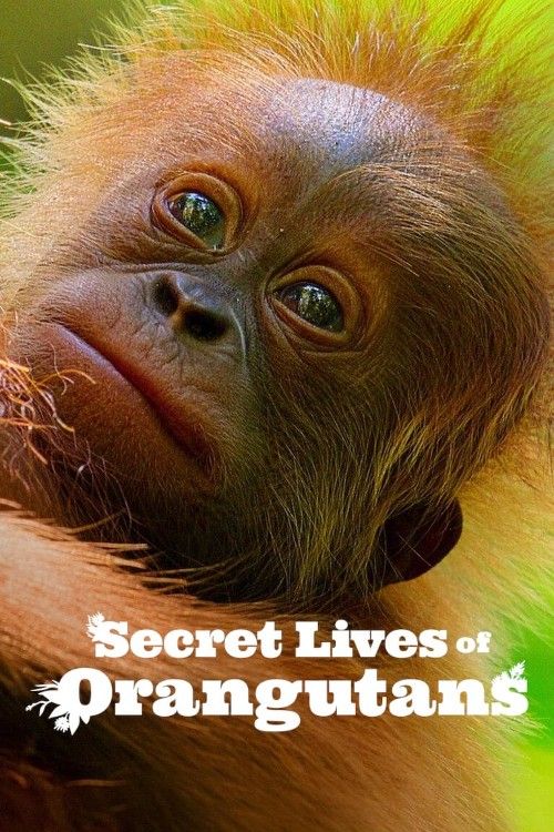 Secret Lives of Orangutans (2024) Hindi Dubbed download full movie